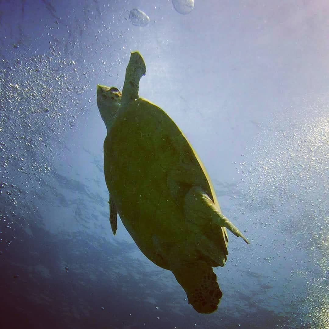 Green turtle swimming over the reef at Ras Disha