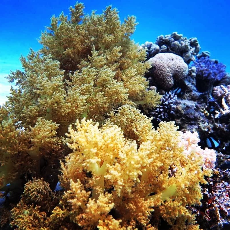 Hurghada Dive Package — 9 Days (18 Dives)