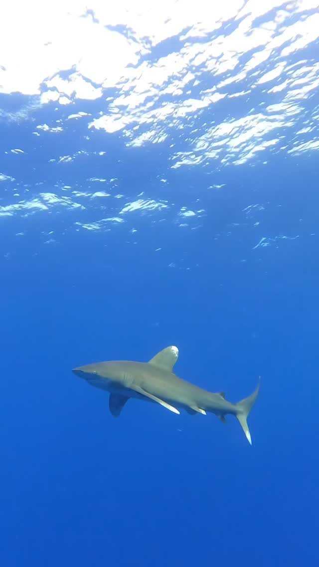 Marsa Alam Dive Sites: All 15 We Dive, One by One