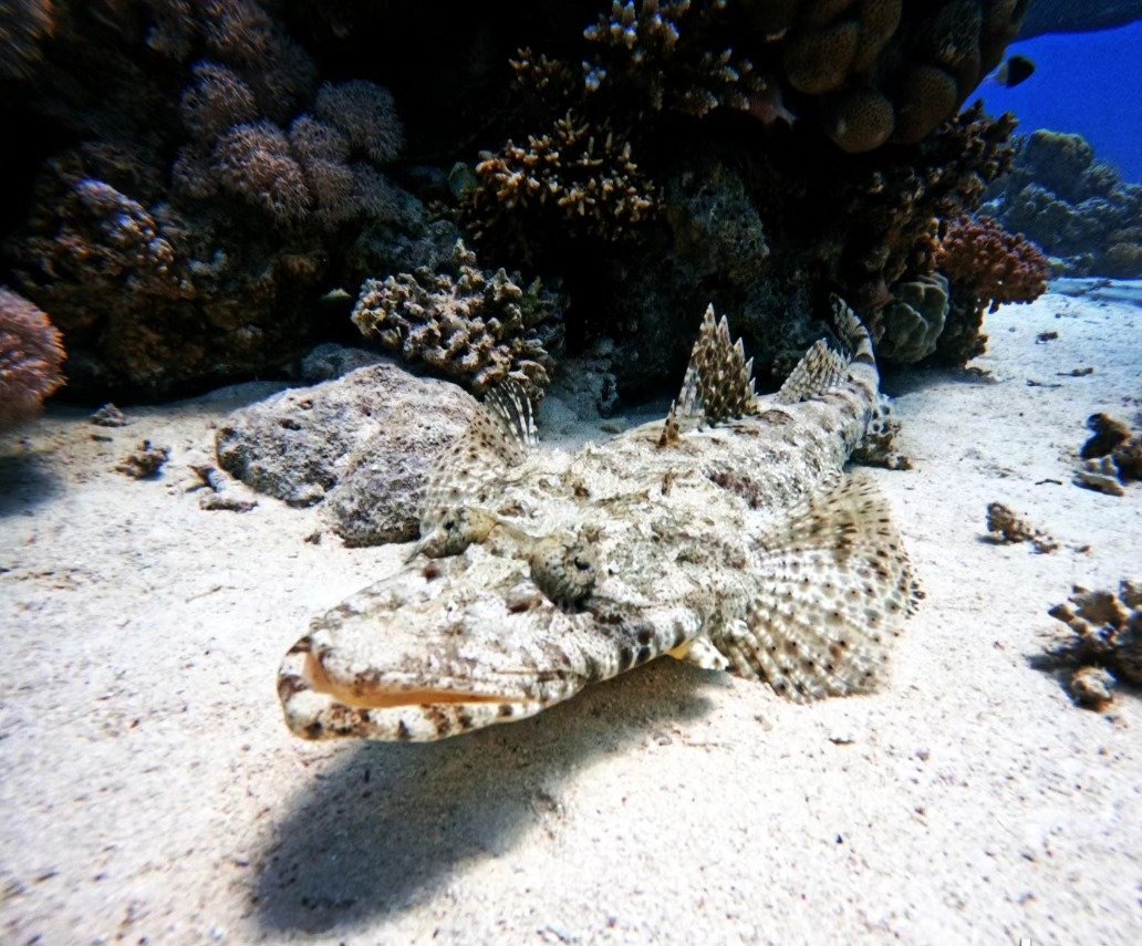 Flounder camouflaged on the sand, Hurghada dive package