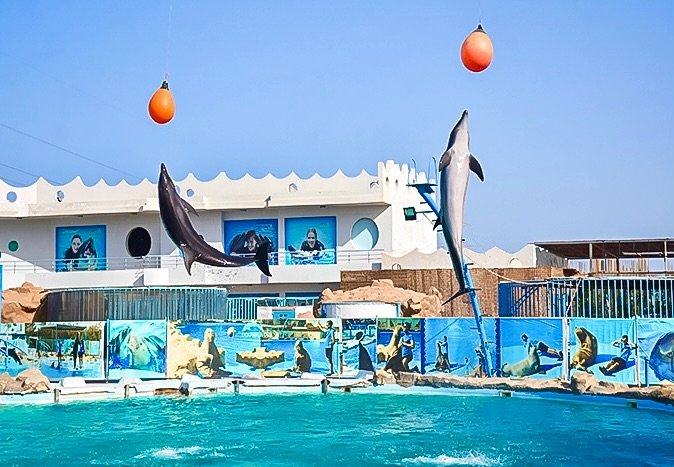 swimming-with-dolphins-