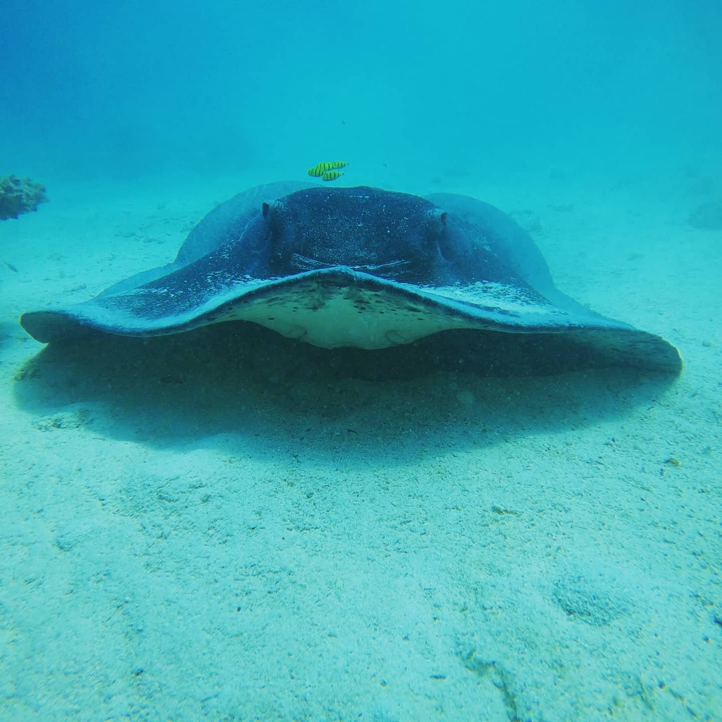 Golden coral formation at Shaab Abu Nugar, Hurghada
