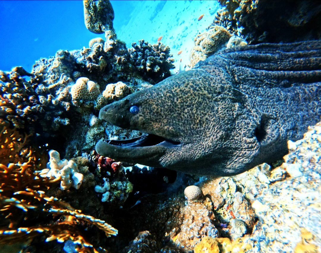 PADI Divemaster Course — Hurghada