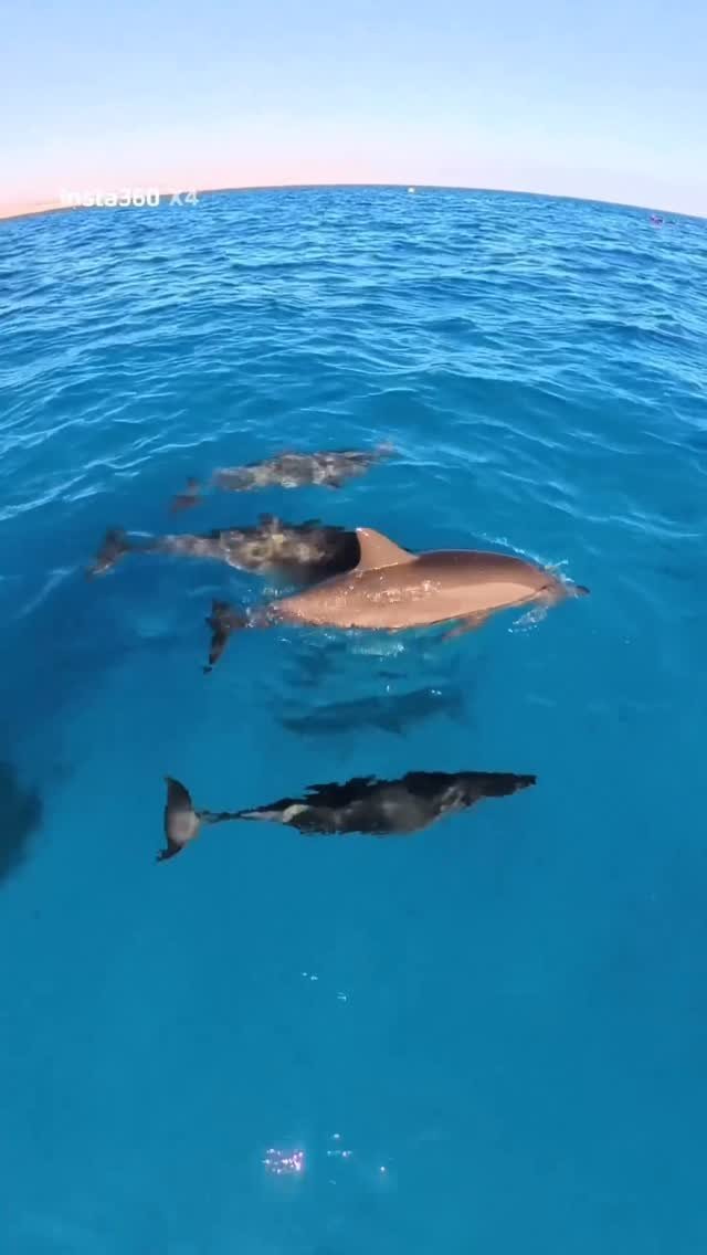Sha'ab Samadai (Dolphin House) Snorkeling — Marsa Alam