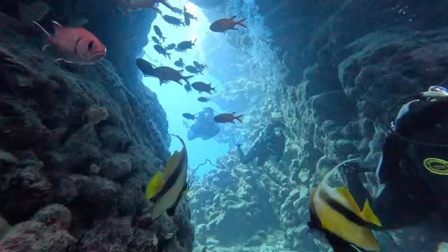 PADI Digital Underwater Photography — Marsa Alam