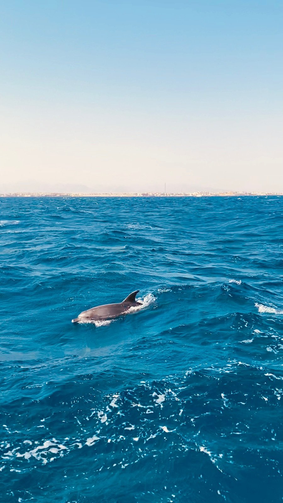 dolphin-house-snorkelling-dolphins-