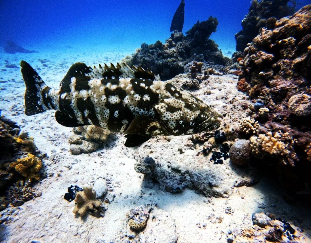 How Much Does a Red Sea Diving Holiday Cost in 2026?