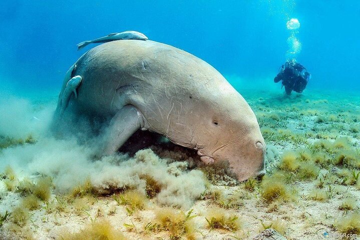 abu-dabbab-snorkelling-with-turtles-dugongs-