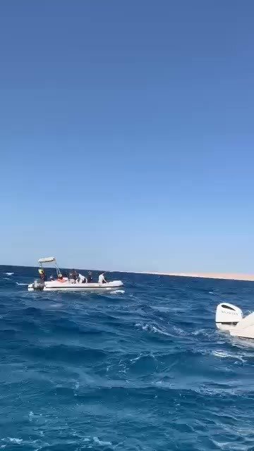 private-speedboat-dolphins-reefs-islands-