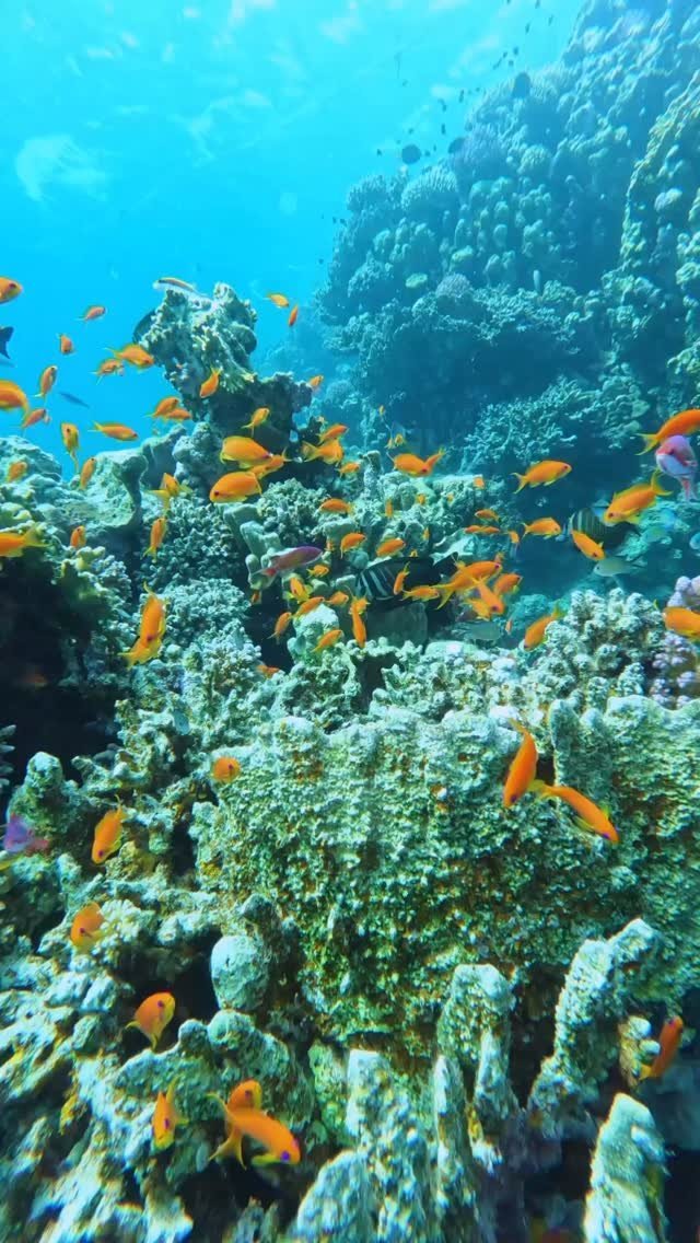 Marsa Alam Dive Package — 10 Dives (5 Days)