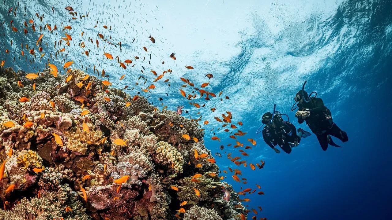 Marsa Alam Dive Package — 1 Dive (Half Day)
