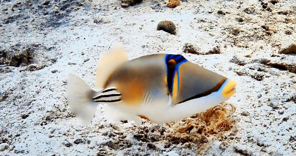 Triggerfish over the reef