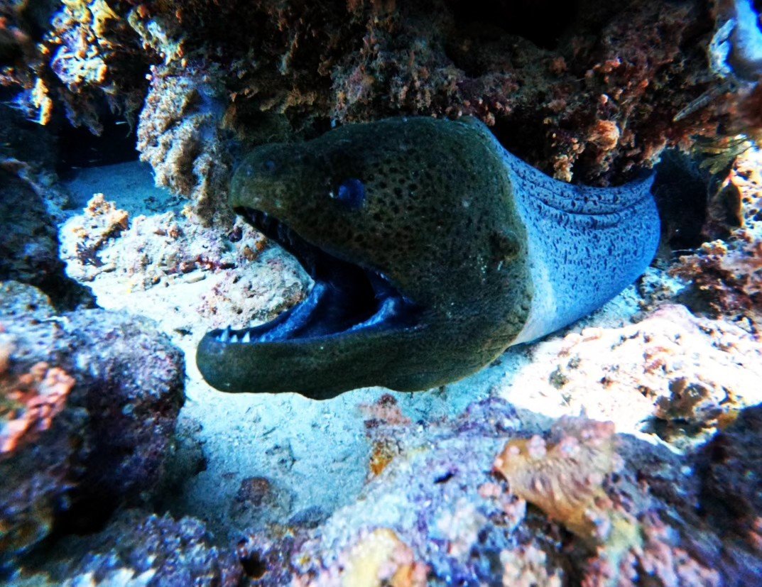 Private Boat Charter — Diving or Snorkeling