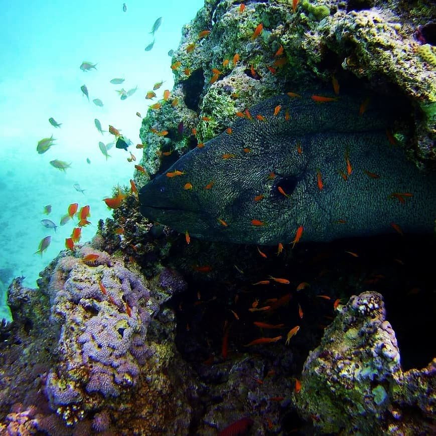 Coral reef scenery at Shaab Abu Nugar, Hurghada