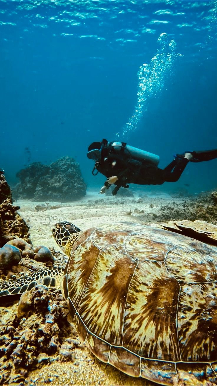 red-sea-diving-trip-two-guided-dives-