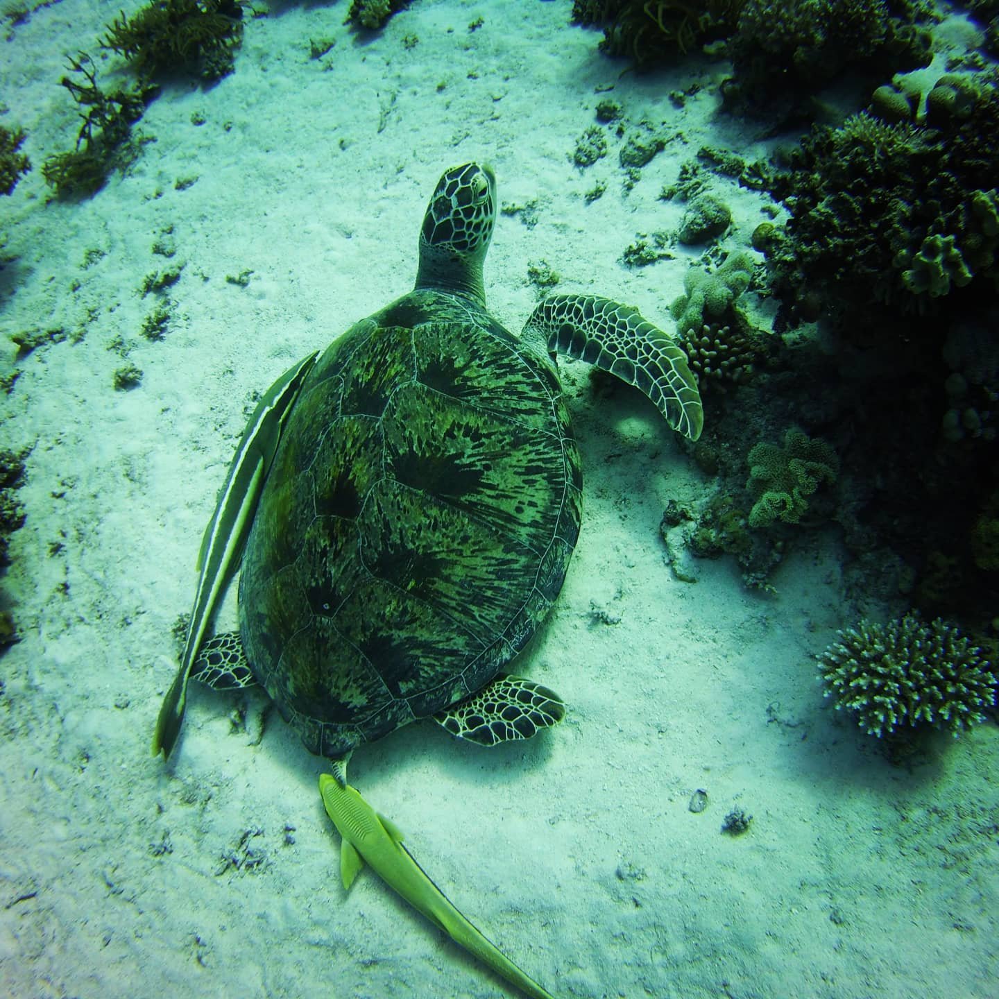Green turtle gliding over the reef at Ras Disha, Hurghada