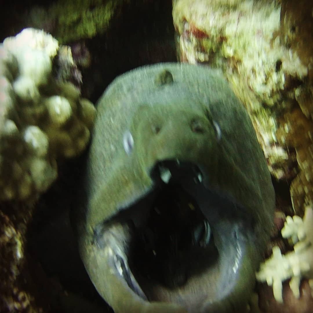 Whitemouth moray eel on the reef at Umm Gamaar