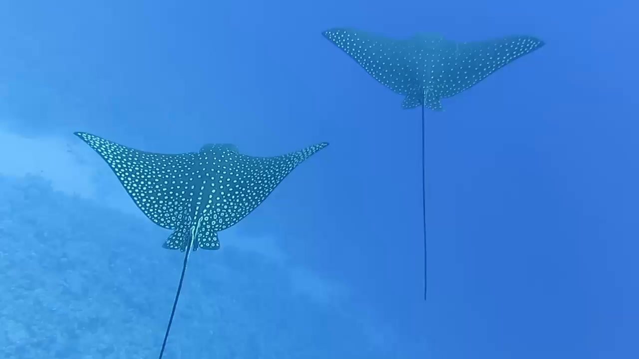 Elphinstone Reef Diving Trip — Marsa Alam