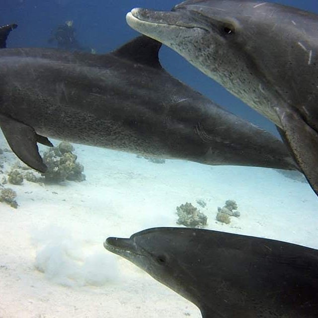 Dolphin pair in clear water, Hurghada