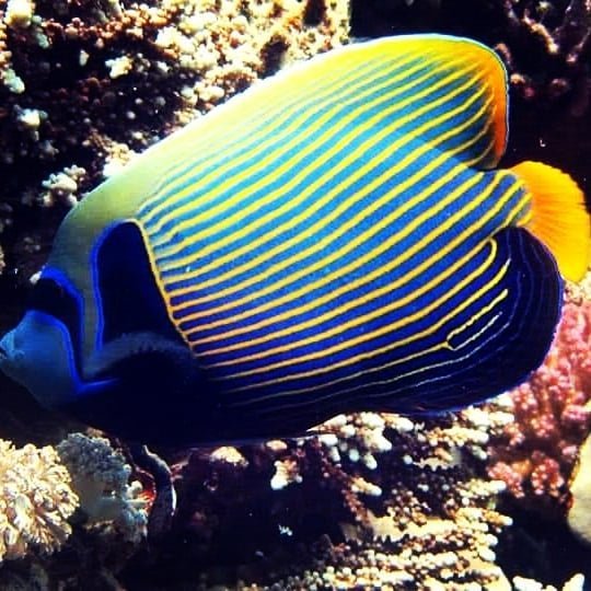 Emperor angelfish on the reef at Erg Abu Ramada