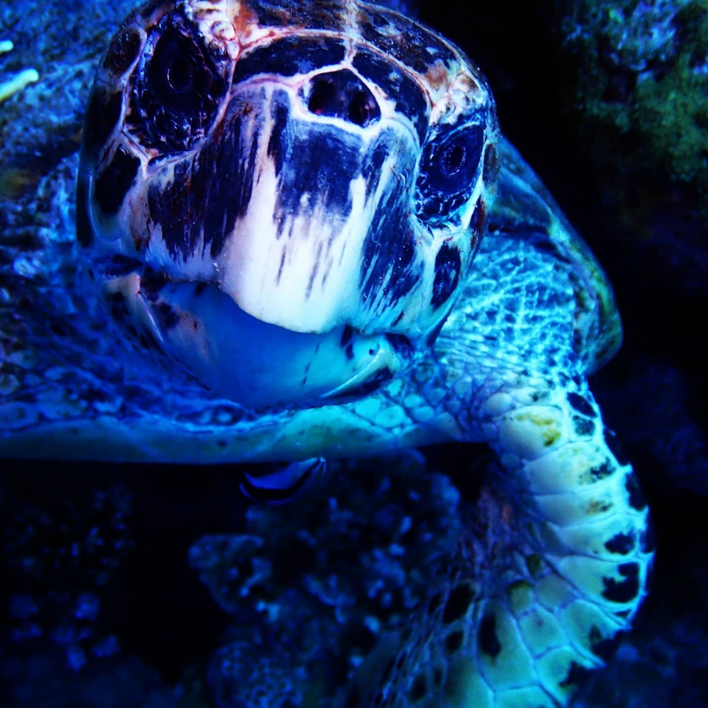 Hurghada Dive Package — 3 Days (6 Dives)