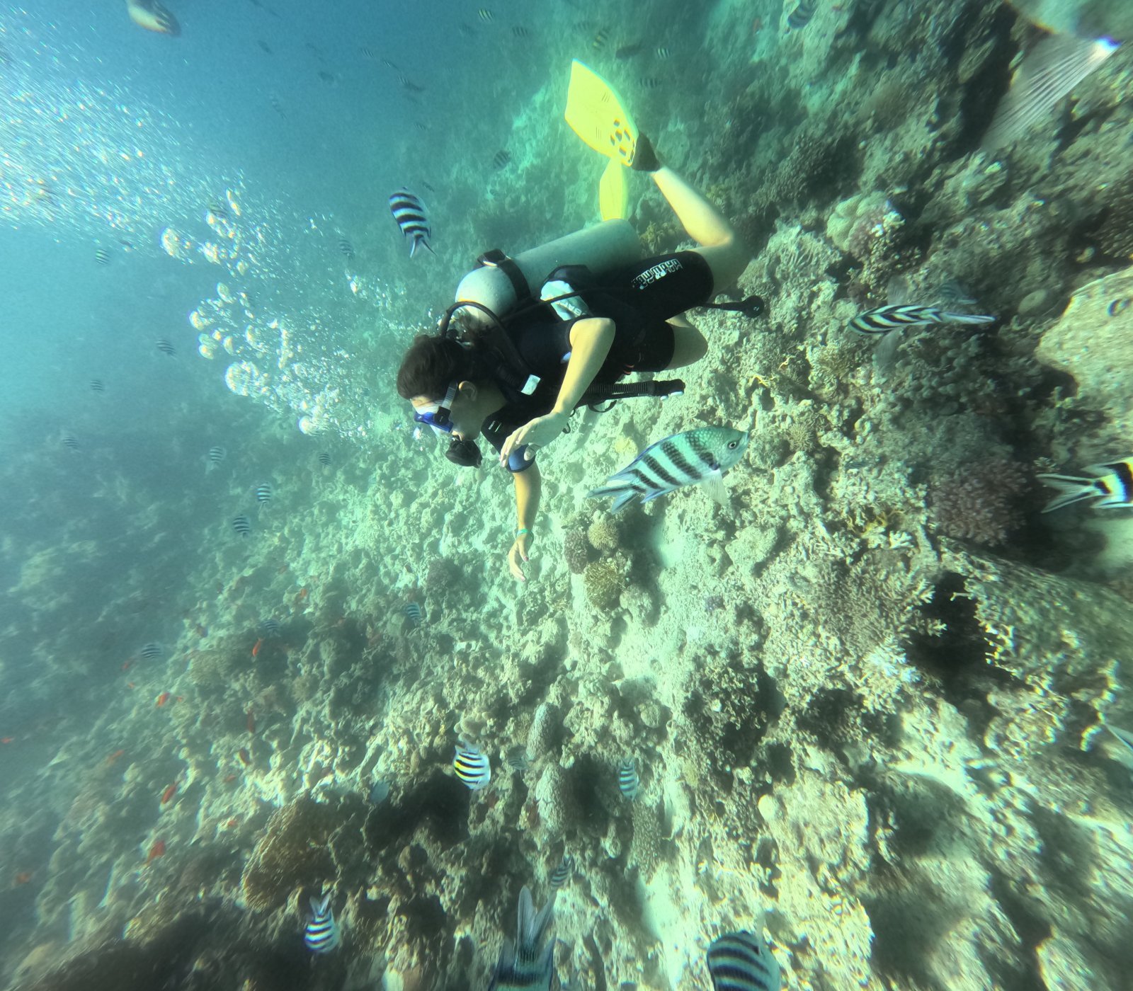 Egypt X Diving gallery