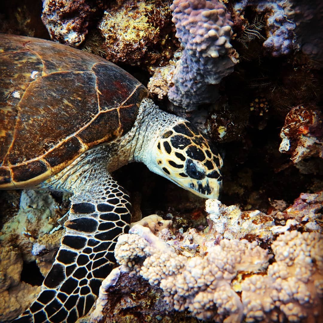 Hurghada vs Marsa Alam: Which Red Sea Resort Should You Choose?