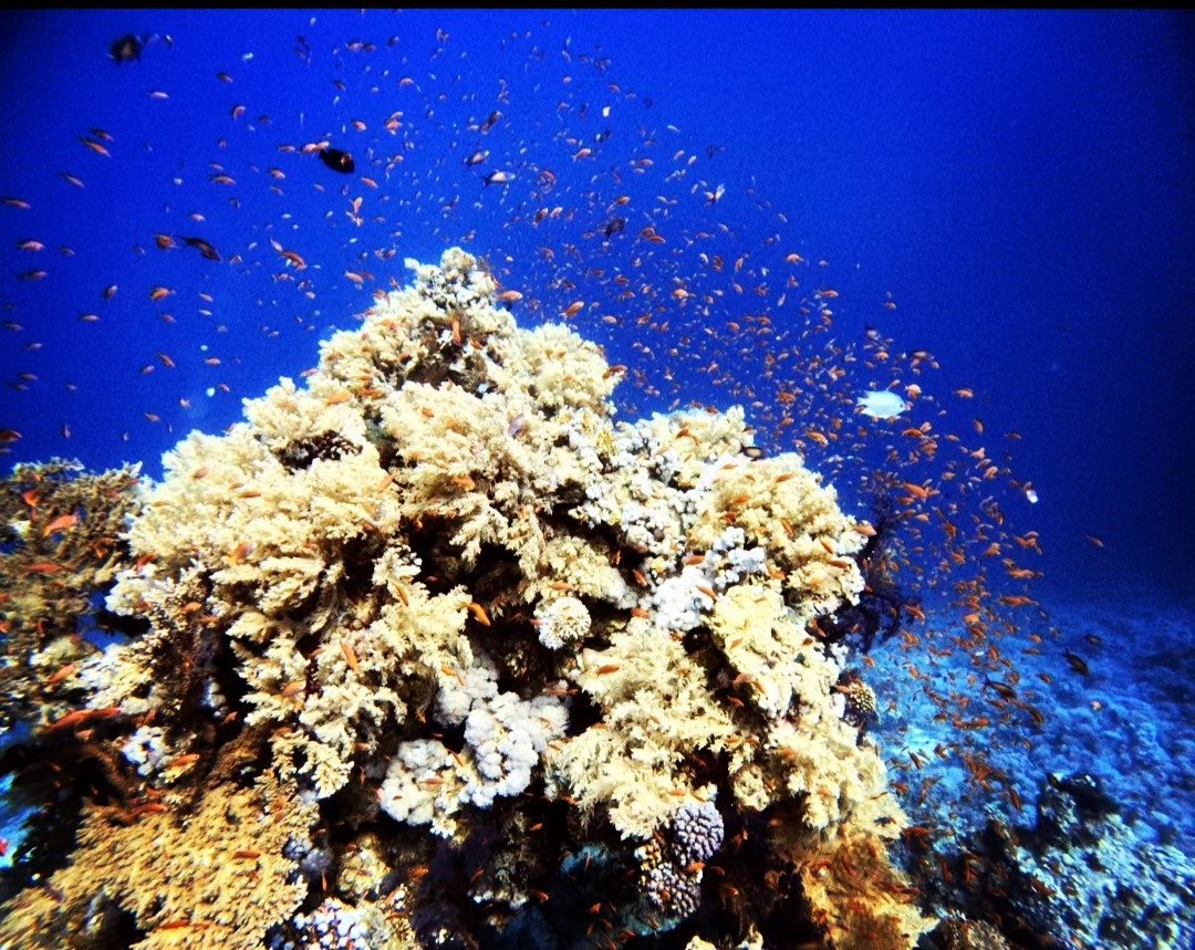 Coral and reef fish, Hurghada dive package