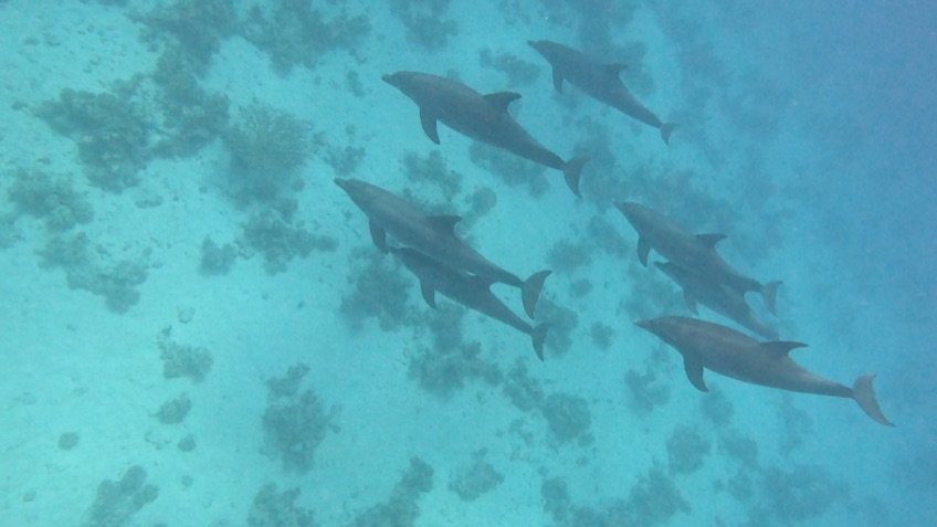 dolphin-house-snorkelling-dolphins-